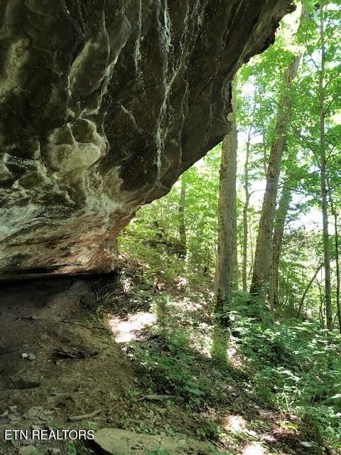 5031 Robbinstown Road Byrdstown, TN 38549 - Photo 57 of 60 a view of a garden with a tree