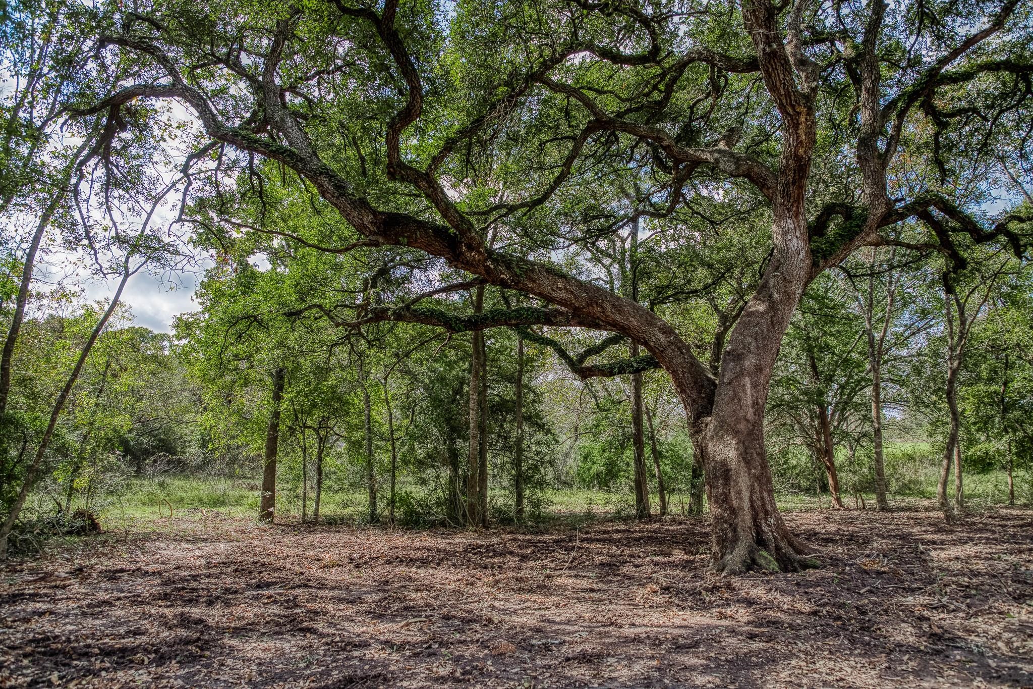 Tbd Sun Oil Road Brenham, TX 77833 - Photo 9 of 37 a view of a backyard with trees