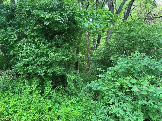 a view of a lush green forest