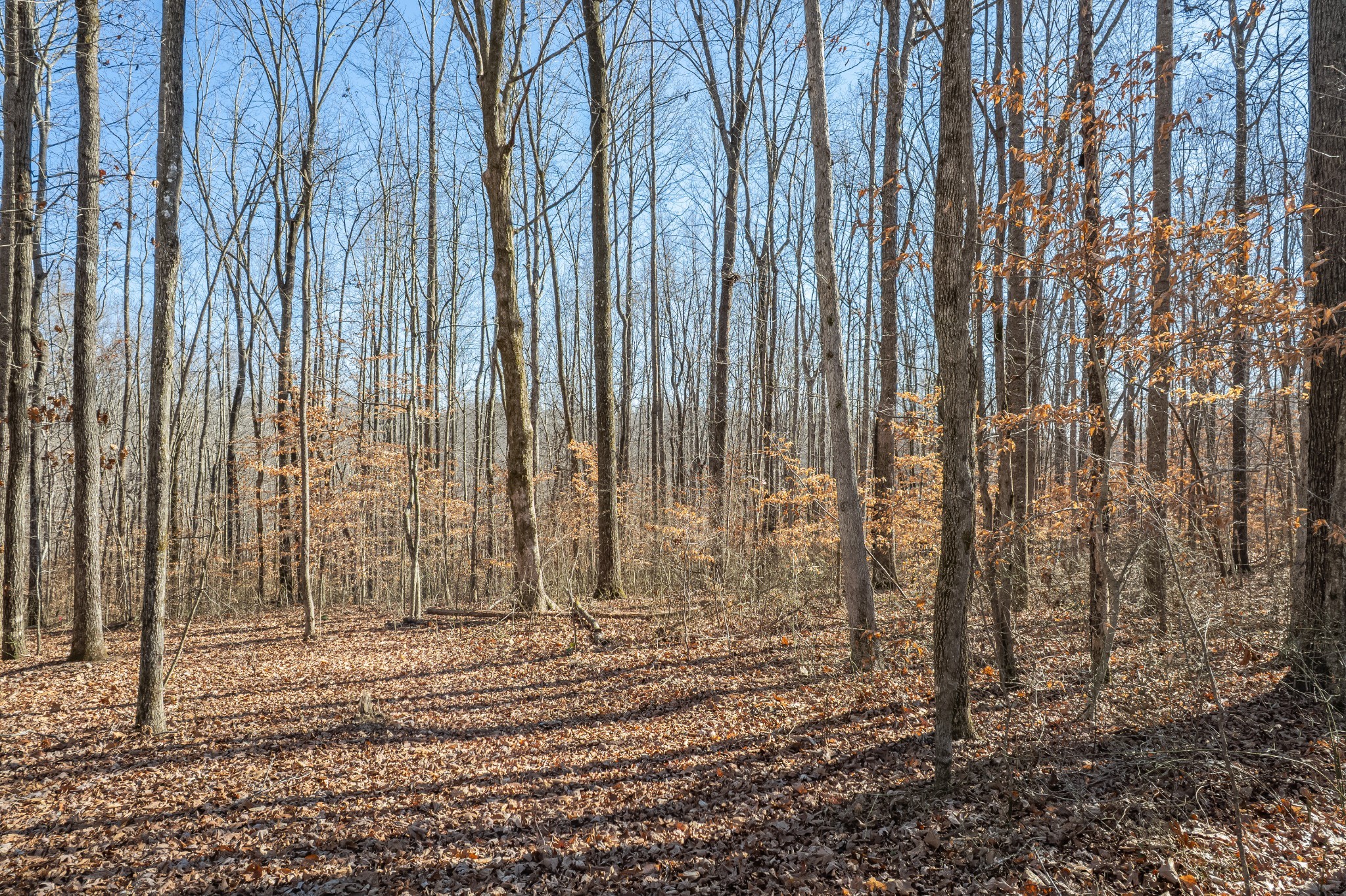 32 Periwinkle Path Leoma, TN 38468 - Photo 11 of 63