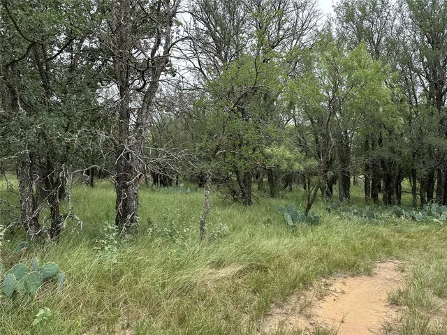 a view of a bunch of trees in a field