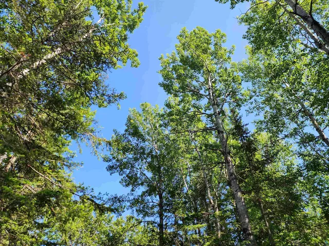 $249,000 | 117 Tower Road, Hovland, MN 55606