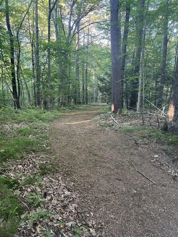 113 Townsend Road Shirley, MA 01464 - Photo 28 of 30 a view of a forest with trees in the background