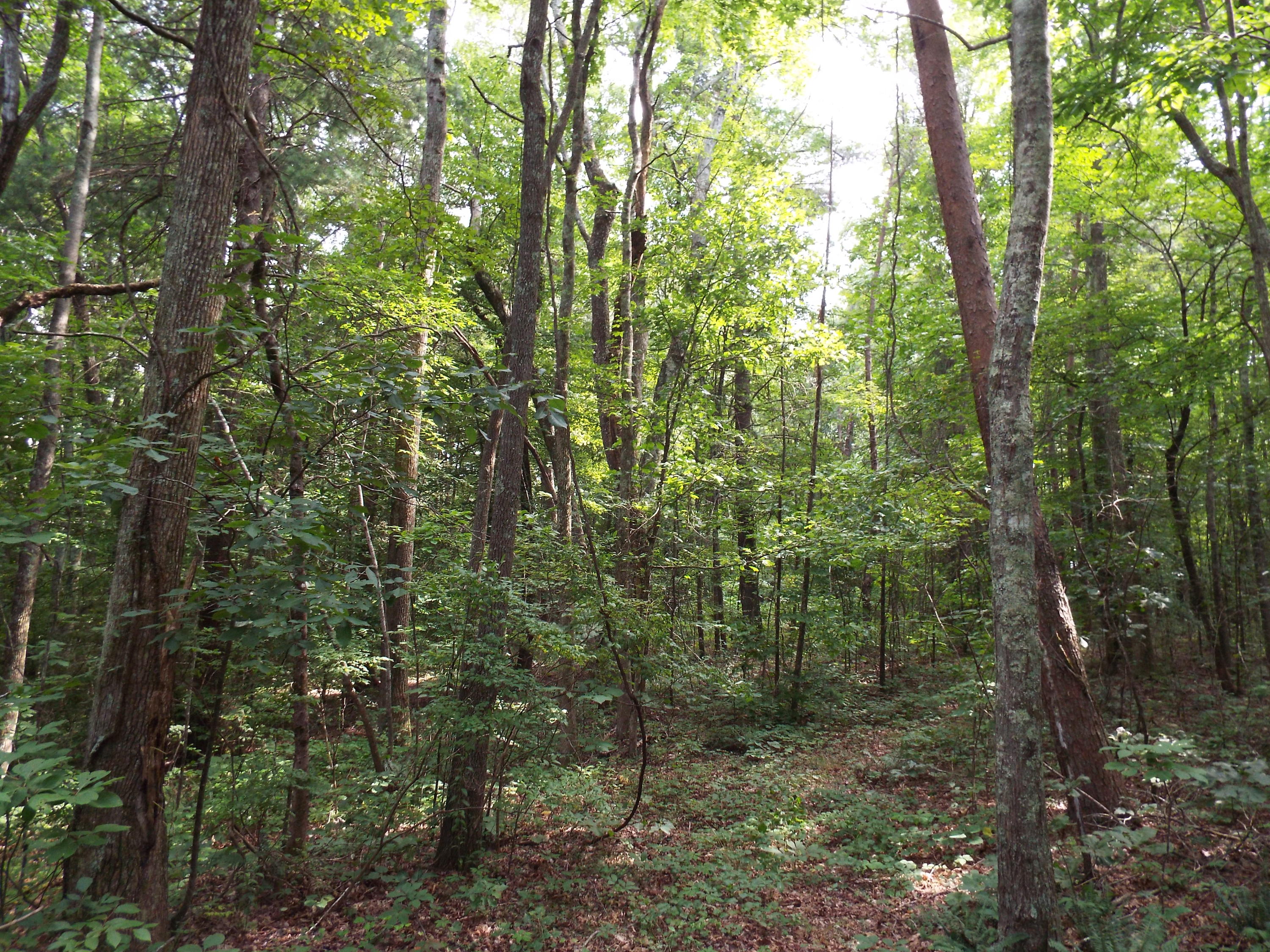 57.5-acres Firetower Road Grandview, TN 37337 - Photo 4 of 8 DSCF2735