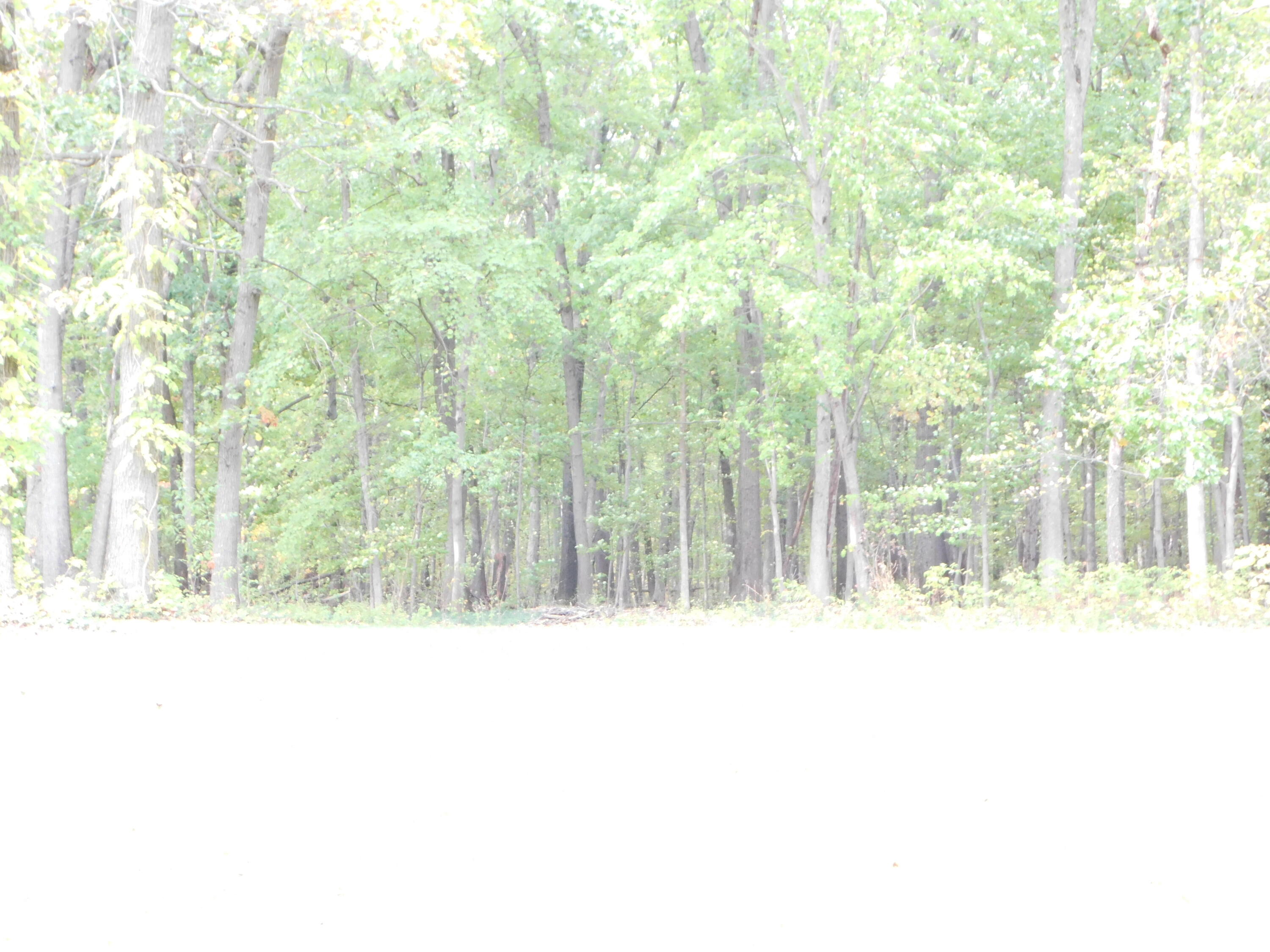 41004 80th Avenue Decatur, MI 49045 - Photo 15 of 17 country setting