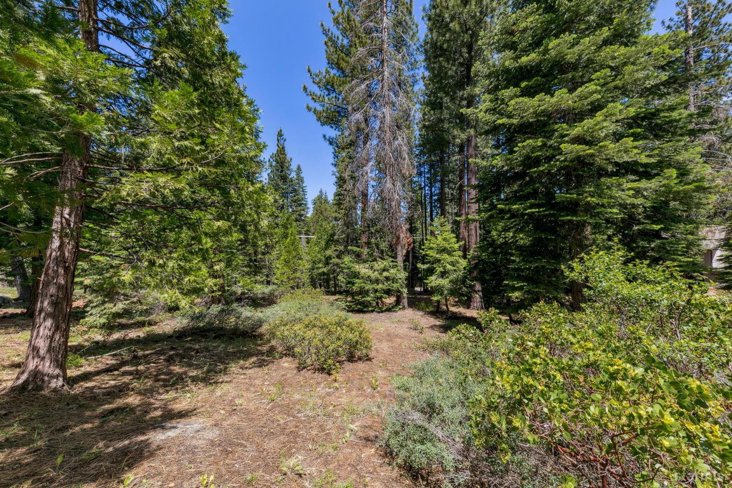 1730 Inca Way South Lake Tahoe, CA 96150 - Photo 24 of 32 a view of a forest with trees in the background