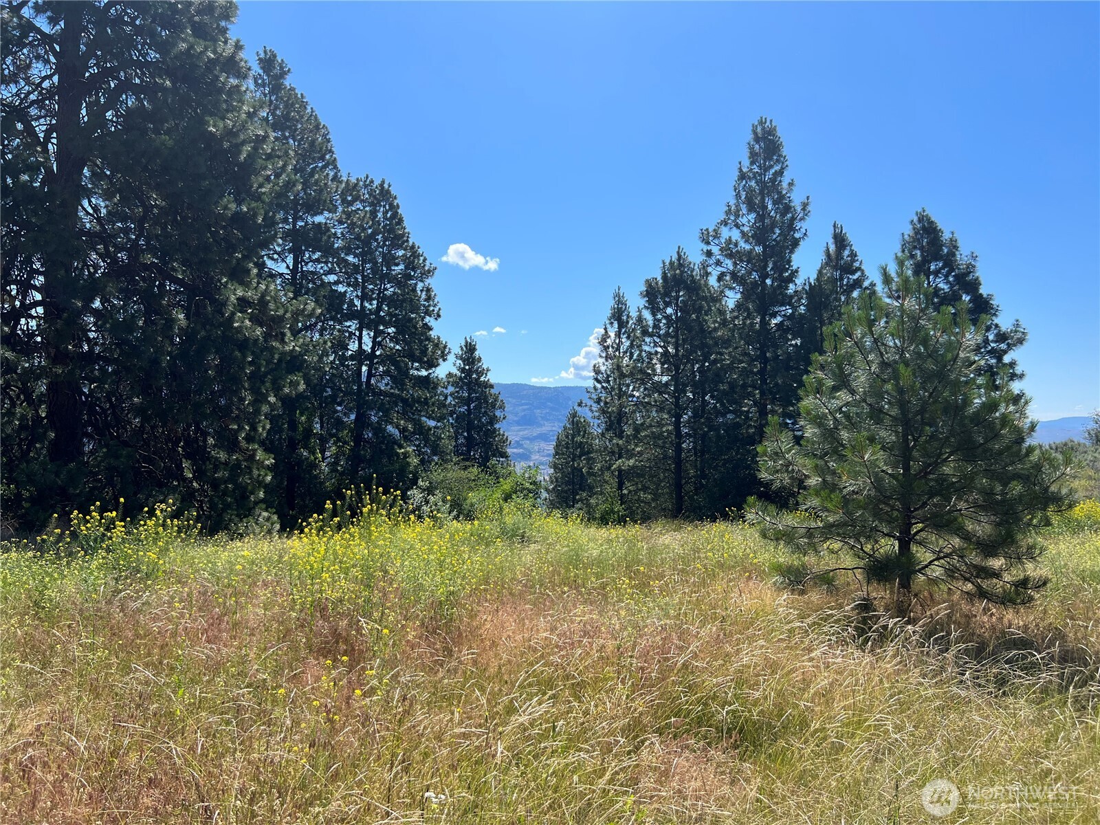 113 Eagles Bluff Road Oroville, WA 98844 - Photo 26 of 33 a view of a yard with large trees