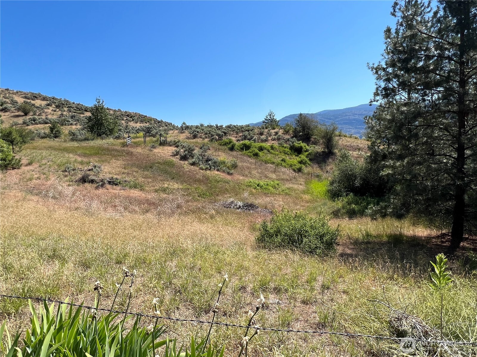 113 Eagles Bluff Road Oroville, WA 98844 - Photo 31 of 33 a view of a yard with a tree