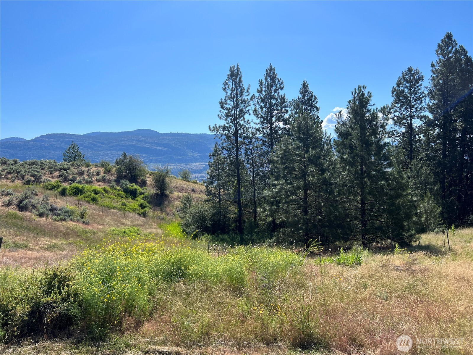 113 Eagles Bluff Road Oroville, WA 98844 - Photo 33 of 33 a view of a yard with a tree