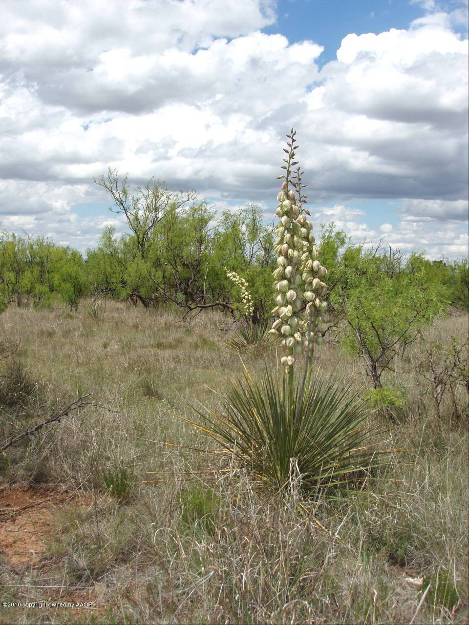 Native Landscape!