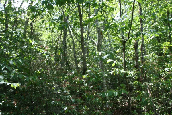 $19,900 | Tbd Summit Drive, Monterey, VA 24465