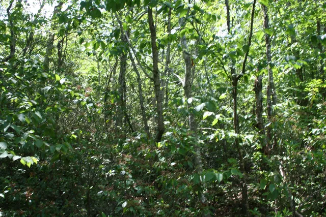 a view of a lush green field