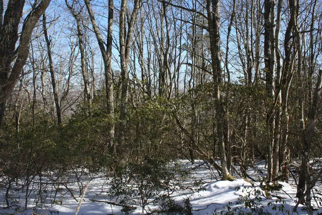 a view of a tree with a plant