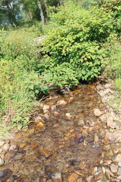 0 Gentry Road Shady Valley, TN 37688 - Photo 11 of 13 IMG_9566