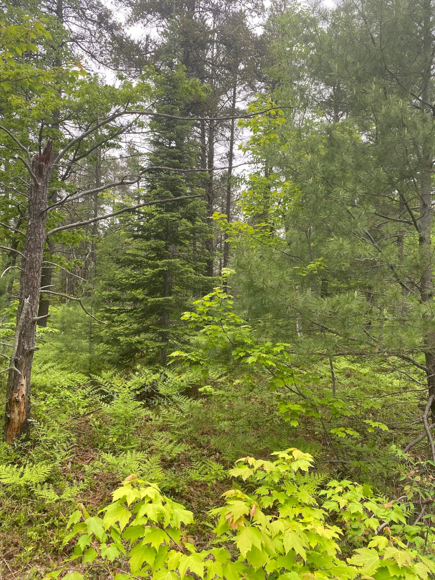 14333 North Whitefish Point Road Paradise, MI 49768 - Photo 1 of 5 Gallery Image 1