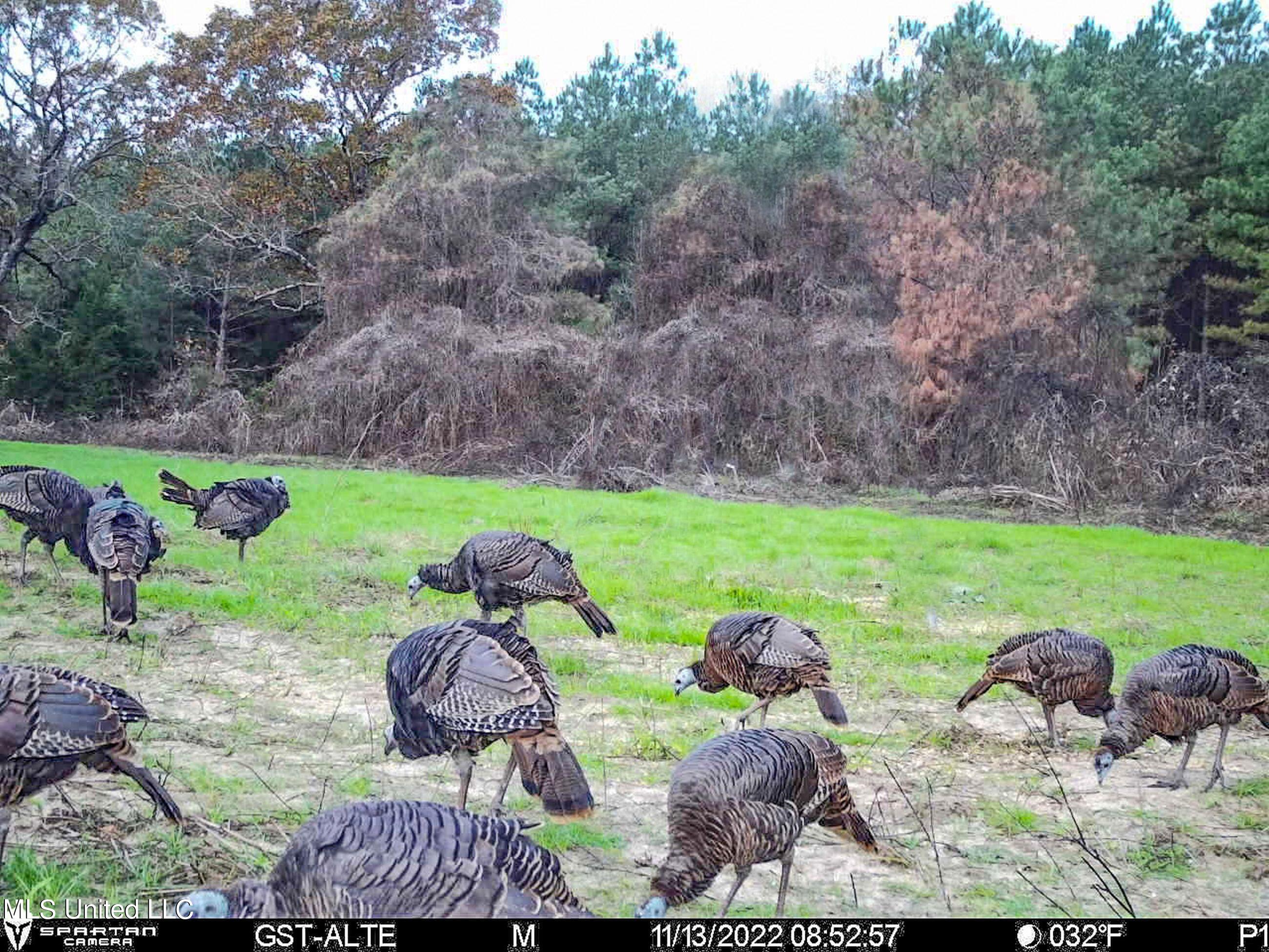 1242 A Rock Hill Road Como, MS 38619 - Photo 129 of 151 2.1yst16