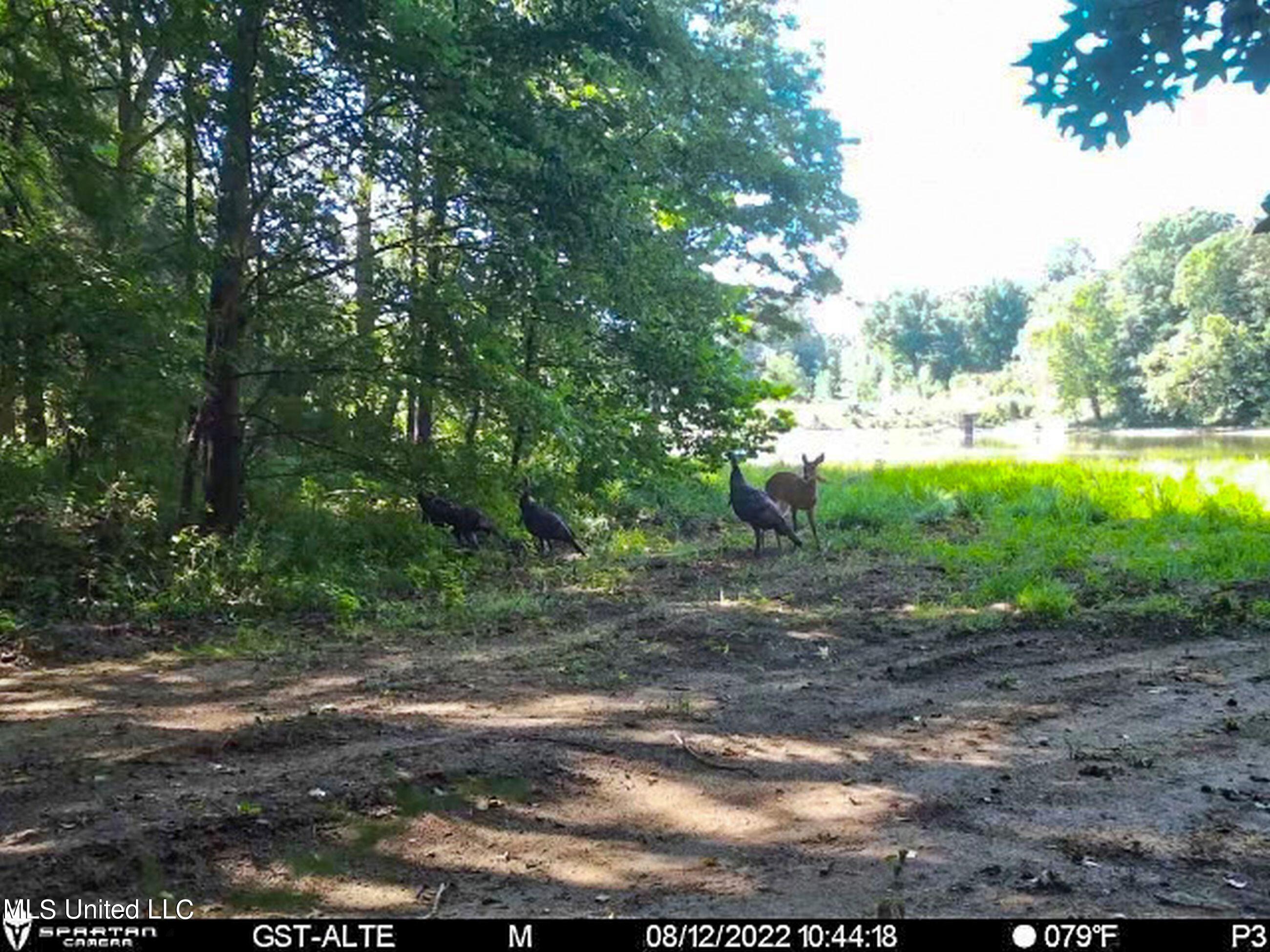 1242 A Rock Hill Road Como, MS 38619 - Photo 133 of 151 2.1yst20