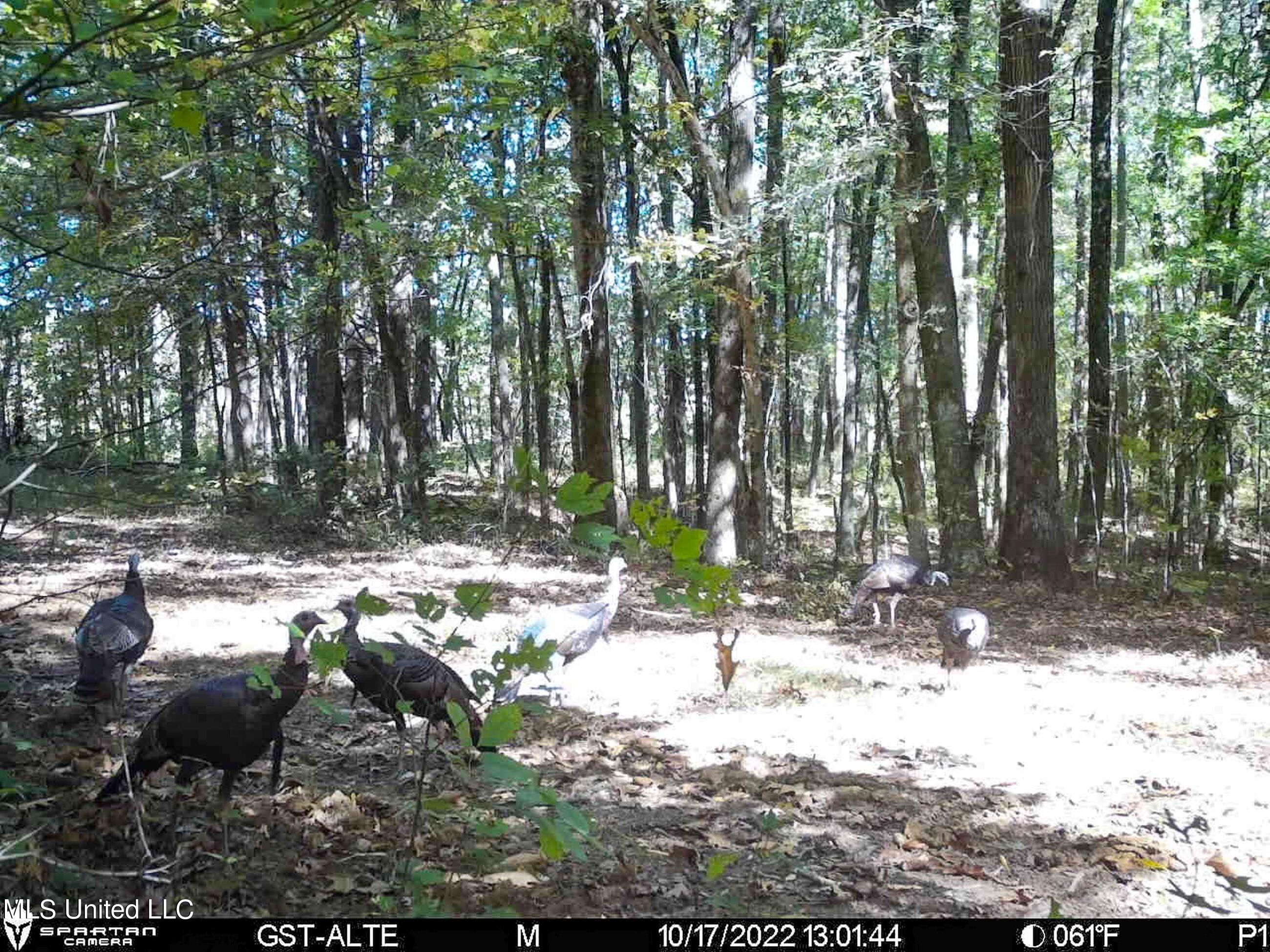 1242 A Rock Hill Road Como, MS 38619 - Photo 141 of 151 2.1yst31