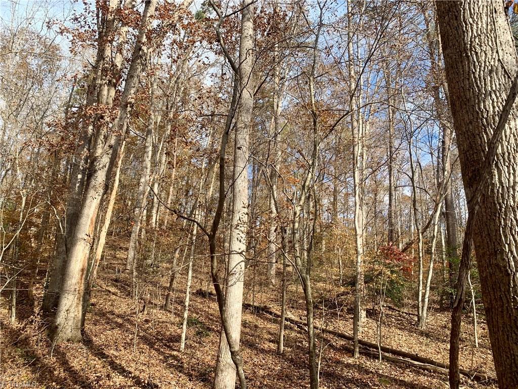 0 Mission Road Danbury, NC 27016 - Photo 11 of 27 timber is mostly mature oak and poplar with some scattered pine trees