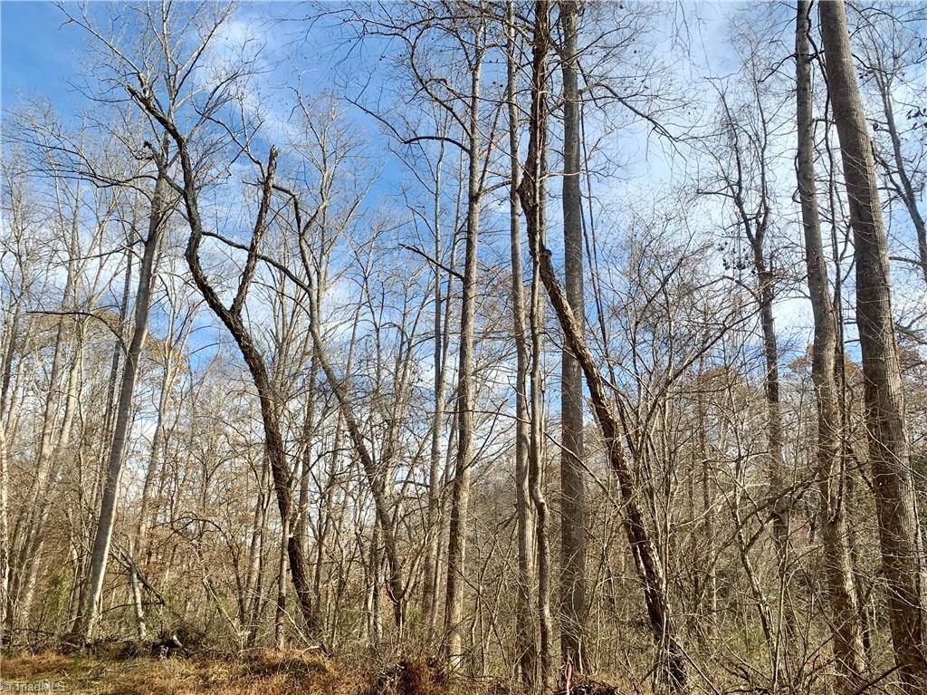 0 Mission Road Danbury, NC 27016 - Photo 10 of 27 Mature riverbottom hardwood along Dan River