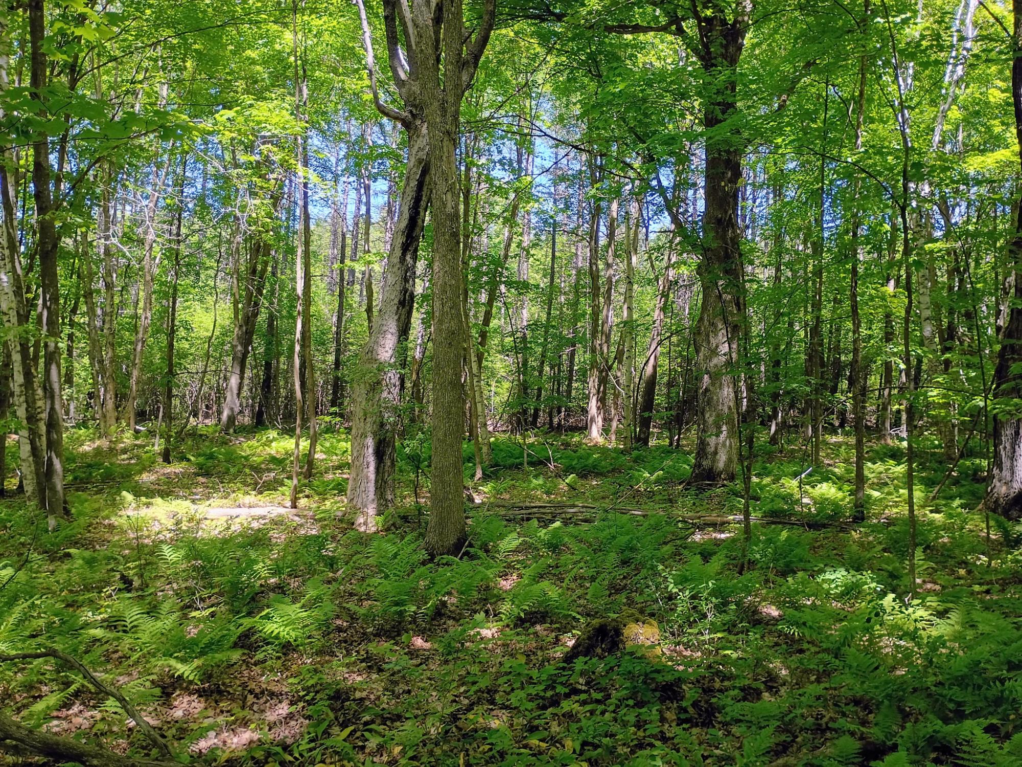 Acres Broeniman Road, Unit 40 High Bridge, WI 54846 - Photo 10 of 14 Gallery Image 10