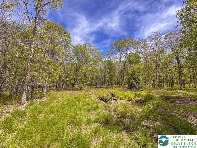 a view of a yard with trees