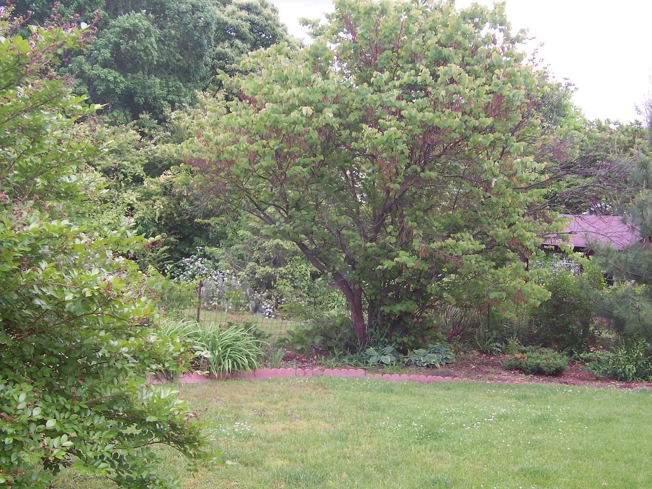 2464 Tillett Road Southwest Roanoke, VA 24015 - Photo 13 of 13 View of back yard
