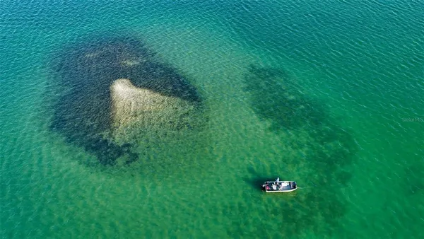 a view of a lush green space