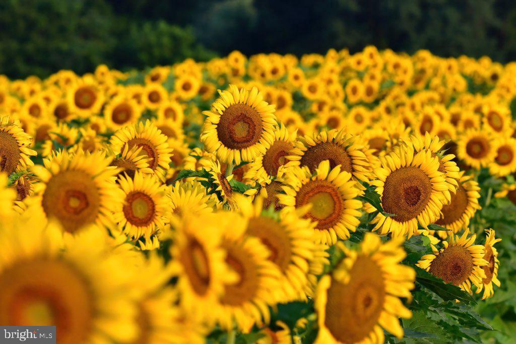 3206 Lynch Road Baltimore, MD 21219 - Photo 57 of 70 Fall Sunflower field outside N Pt St Park entrance