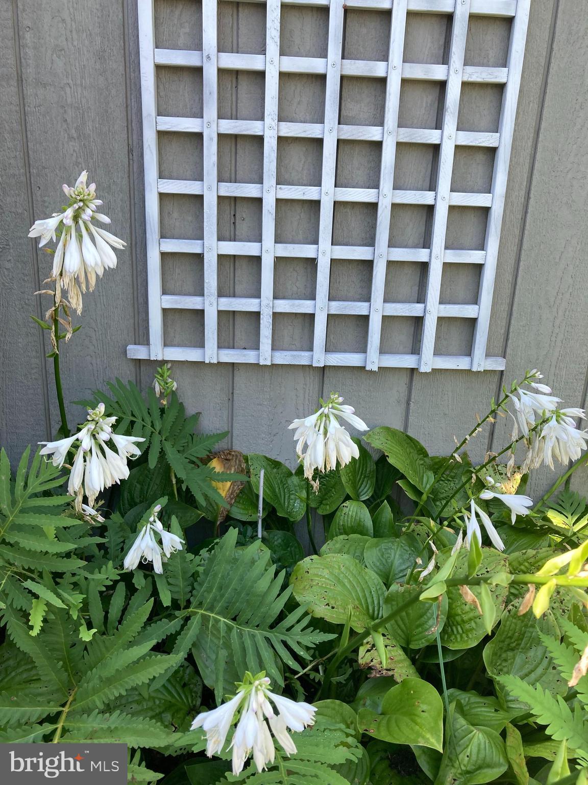 6394 Bozman Neavitt Road Neavitt, MD 21652 - Photo 7 of 29 Blooming hostas, trellis for climbing hydrangea
