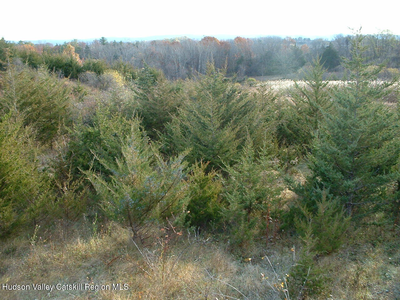 0 Middle Road Hudson, NY 12534 - Photo 7 of 12 a view of a forest with a forest