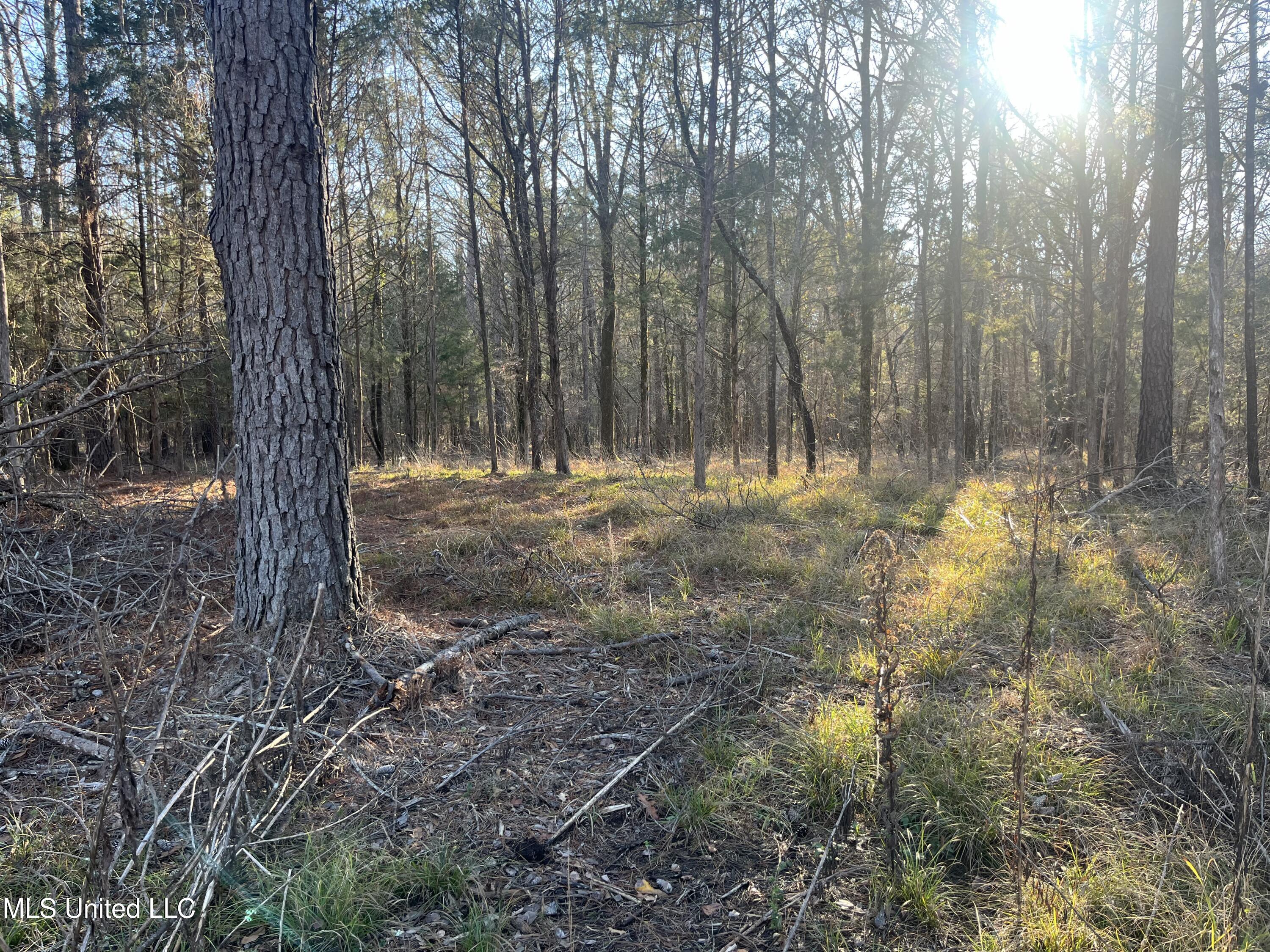 Springwood Trail Madison, MS 39110 - Photo 13 of 59 IMG_0462