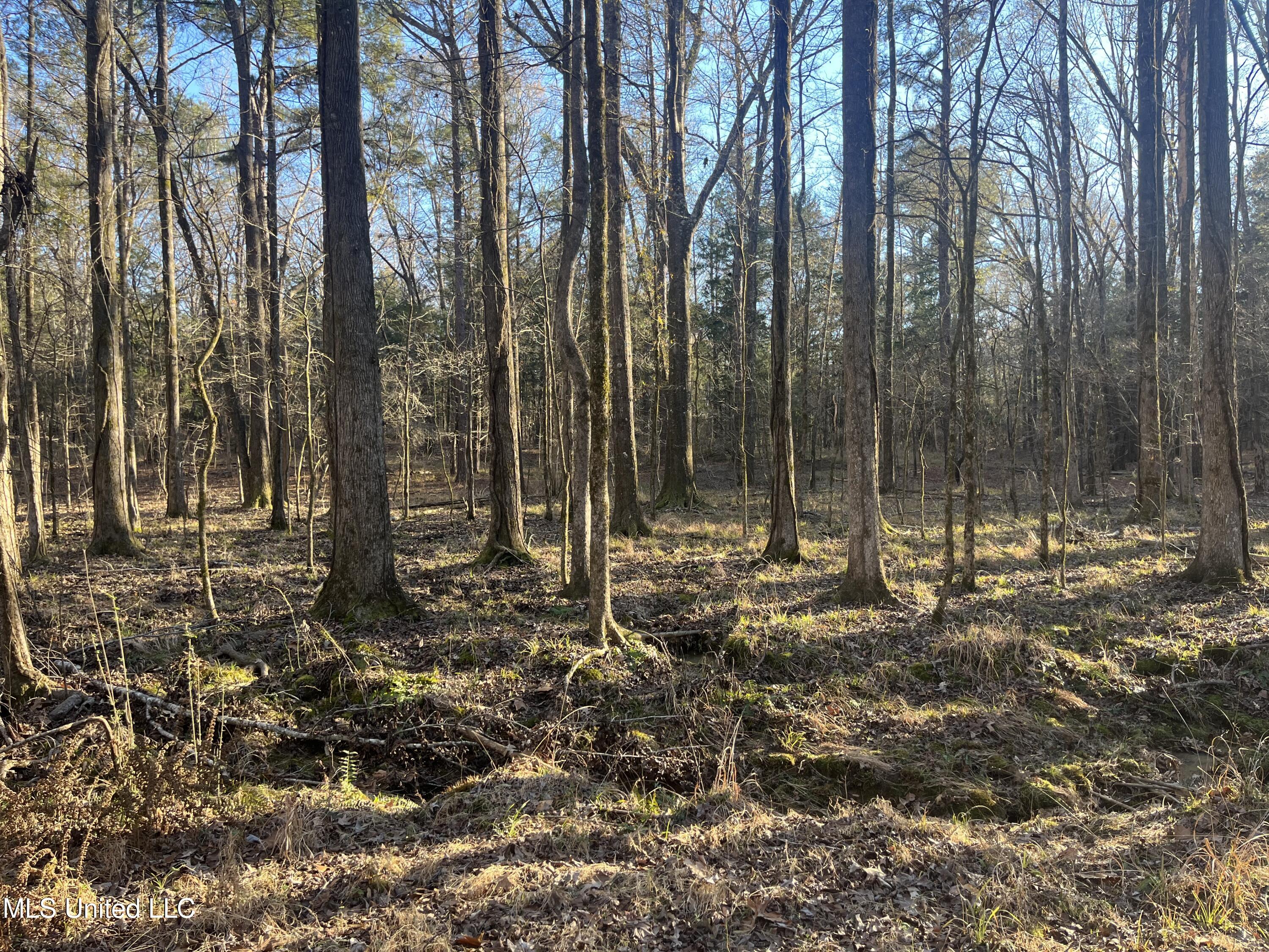 Springwood Trail Madison, MS 39110 - Photo 25 of 59 IMG_0475