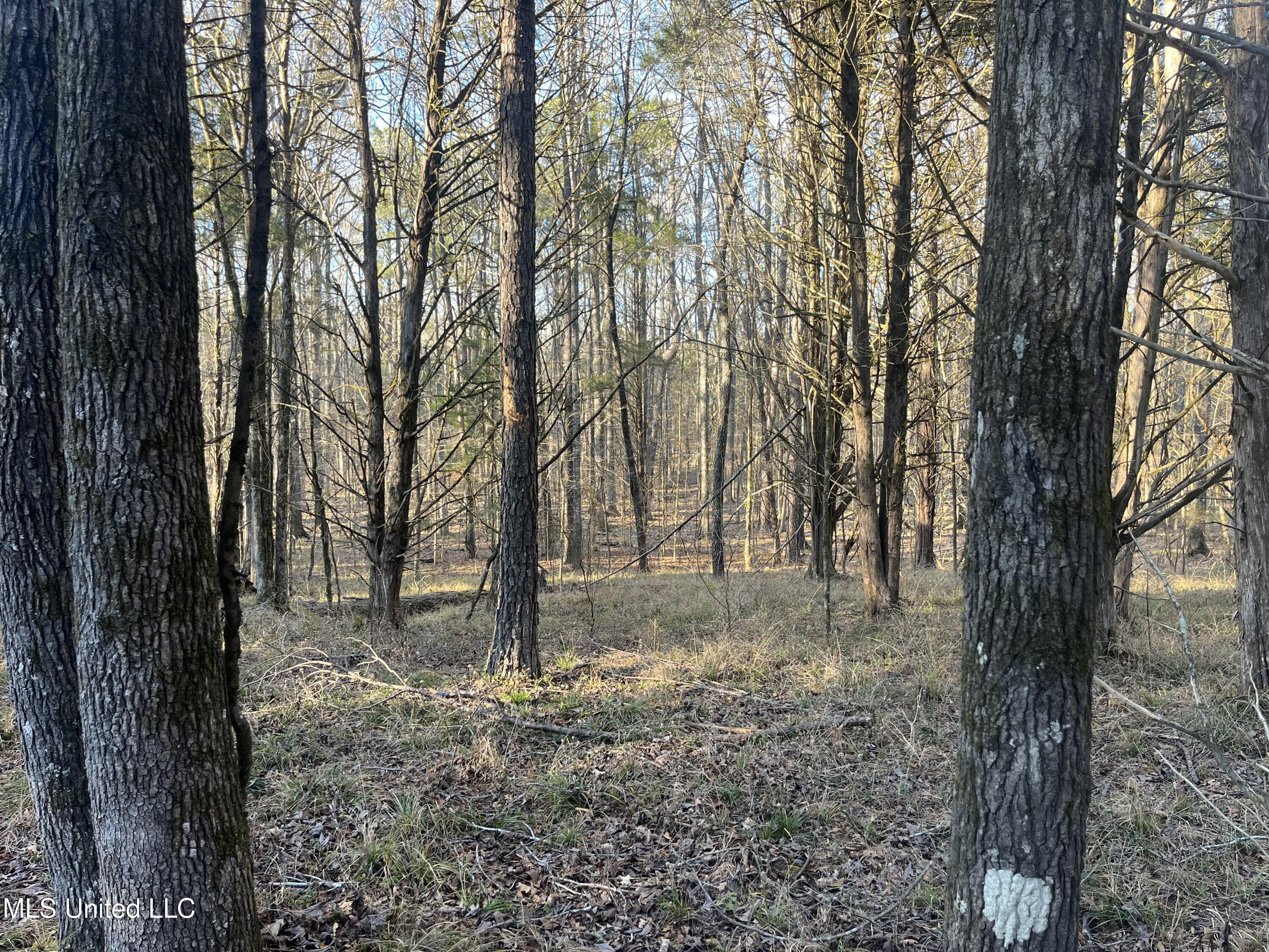 Springwood Trail Madison, MS 39110 - Photo 31 of 59 IMG_0481