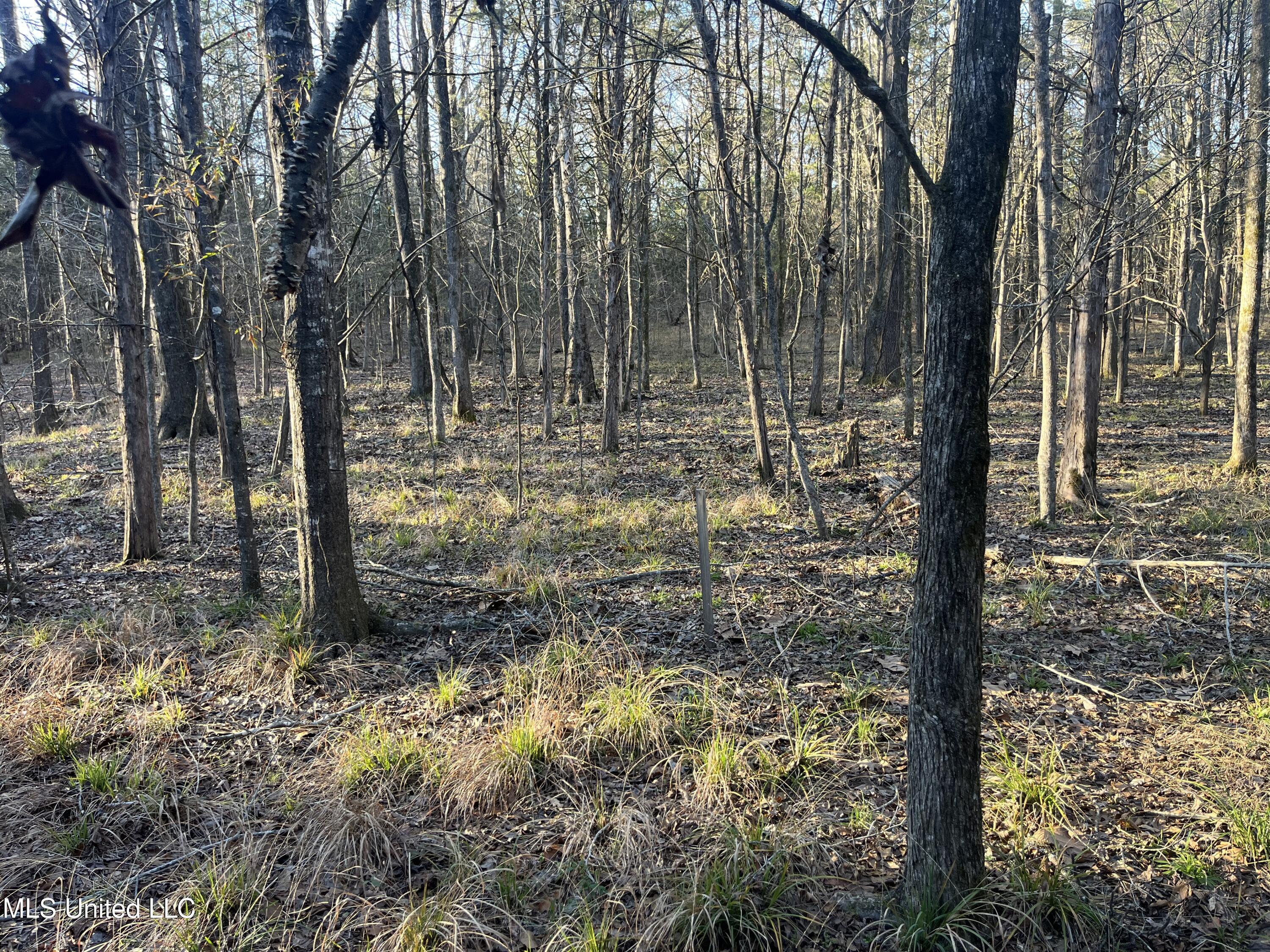 Springwood Trail Madison, MS 39110 - Photo 35 of 59 IMG_0486