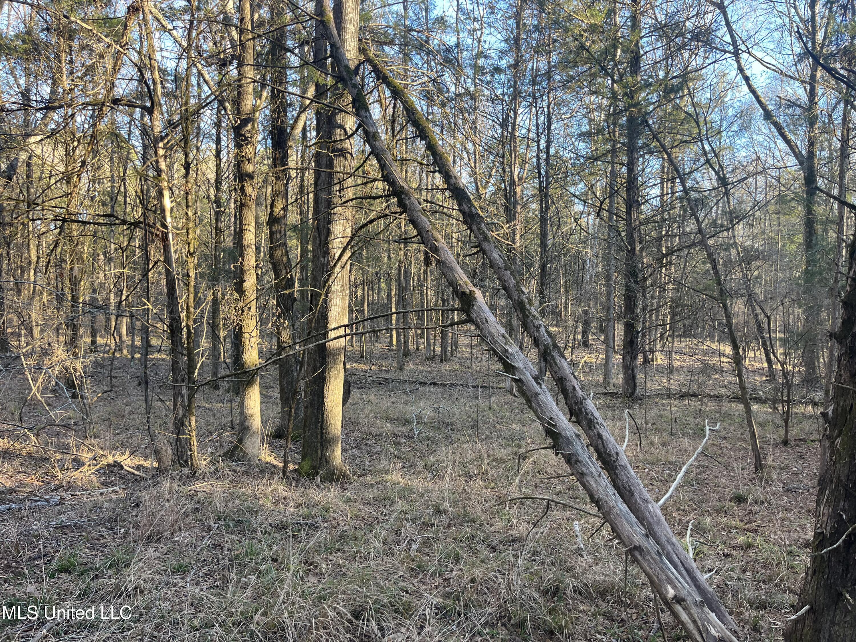 Springwood Trail Madison, MS 39110 - Photo 36 of 59 IMG_0487