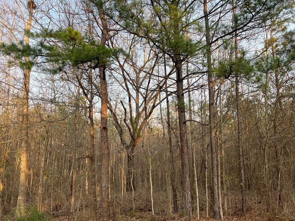 Lot 3 Mann Road Shiloh, GA 31826 - Photo 2 of 2 Gallery Image 2