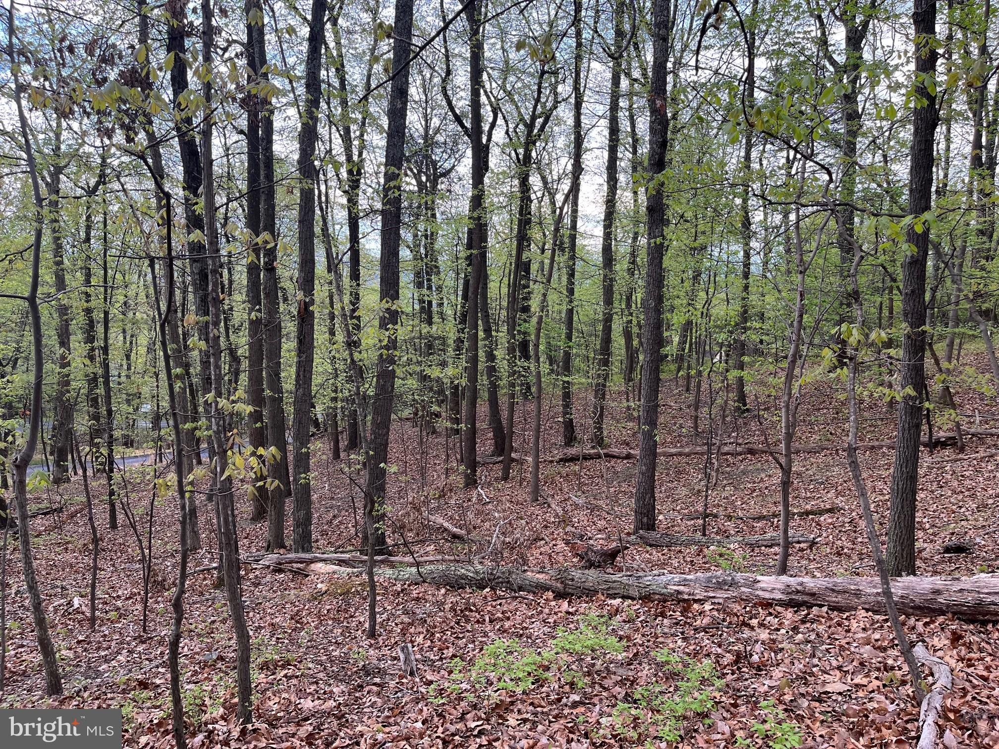 1855 Ridge Road Haymarket, VA 20169 - Photo 3 of 9 Perfect spot for a home