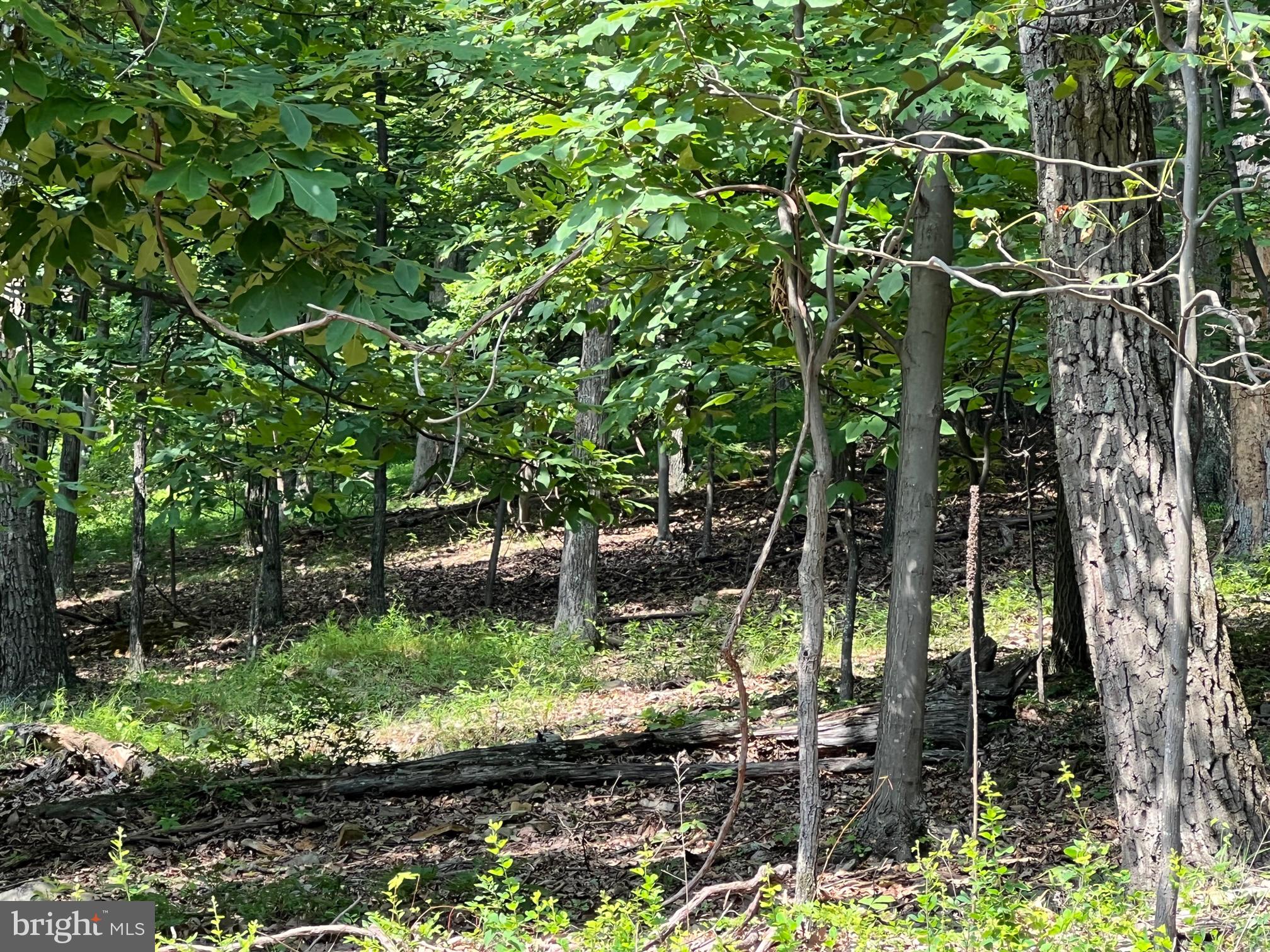 1855 Ridge Road Haymarket, VA 20169 - Photo 4 of 9 Sample lot view #1
