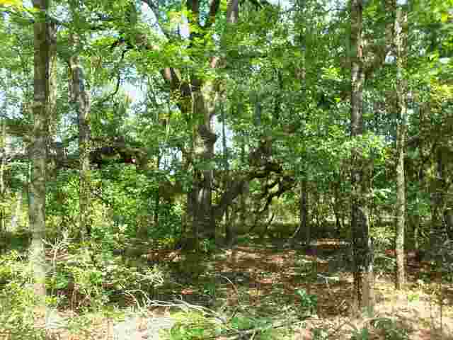 0 El Bethel Church Road, Unit NONE Grand Ridge, FL 32442 - Photo 11 of 14 Gallery Image 11