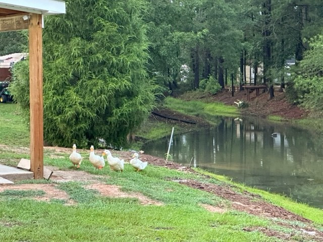 1149 Pond View Road Manning, SC 29102 - Photo 28 of 31