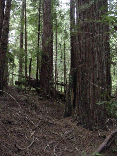 0000 Eureka Hill Road Point Arena, CA 95468 - Photo 2 of 6 Gallery Image 2
