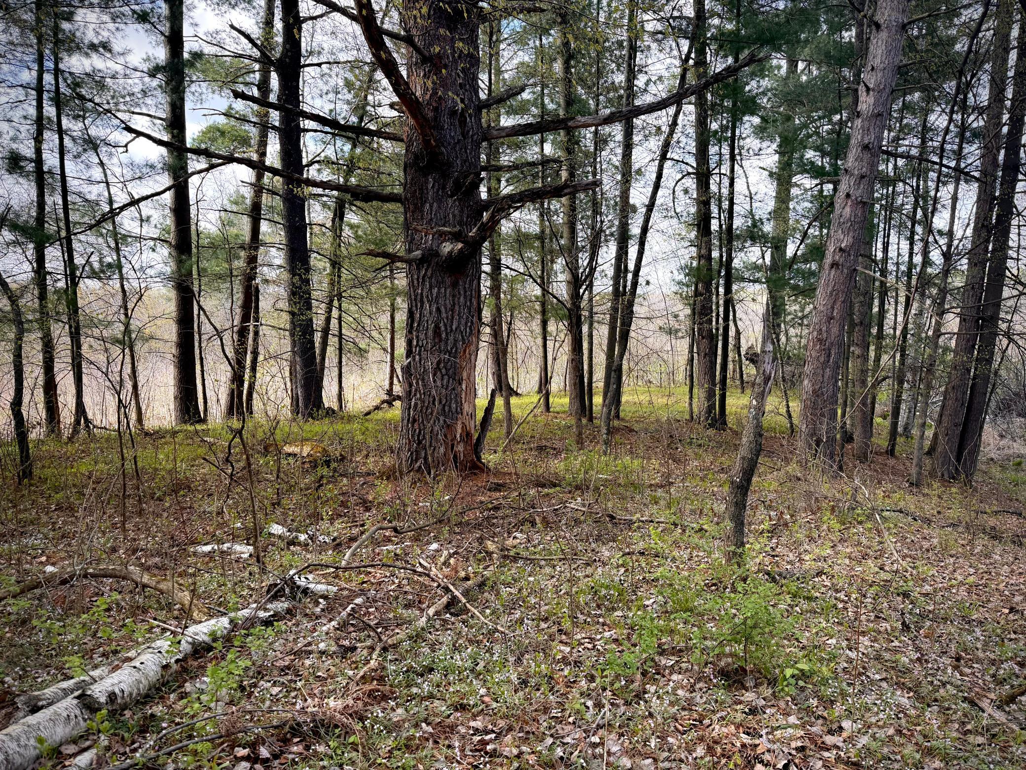 Tbd County Line Avenue Clear Lake, WI 54005 - Photo 5 of 12