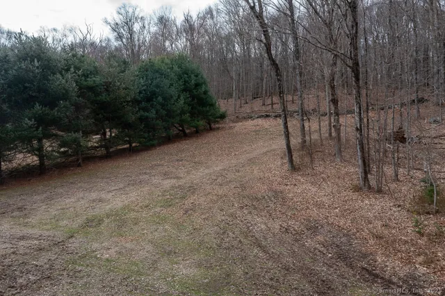 a view of a forest with trees in the background