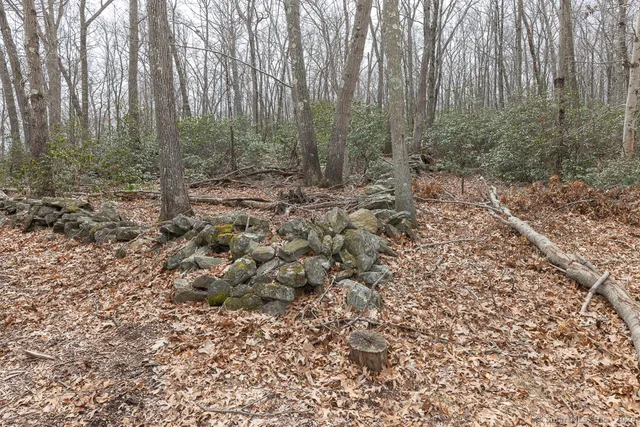 a view of a forest with trees