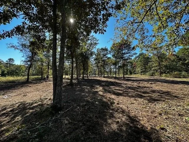 a view of a yard with plants and trees
