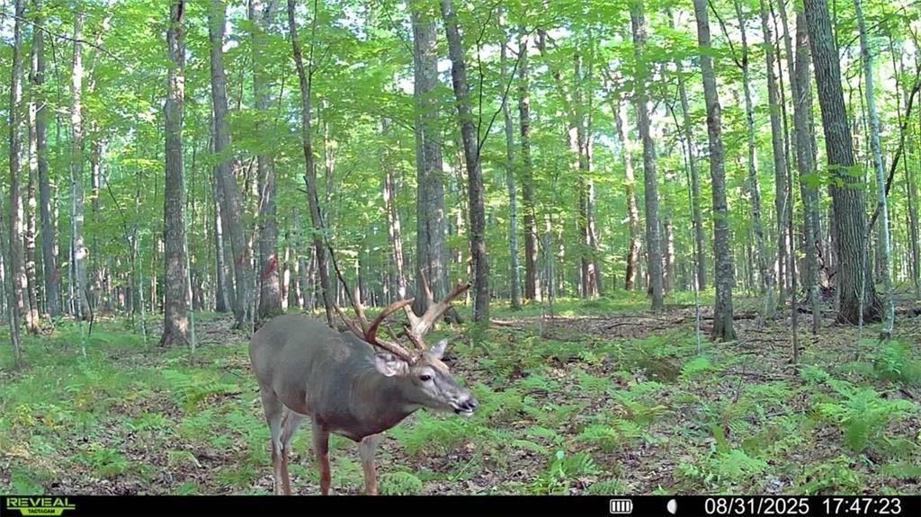 7 Comet Road Exeland, WI 54835 - Photo 12 of 34