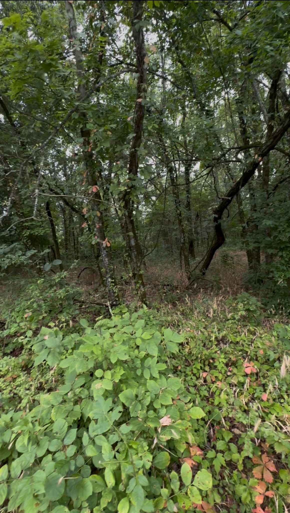 6472 Arno-College Grove Road College Grove, TN 37046 - Photo 9 of 9