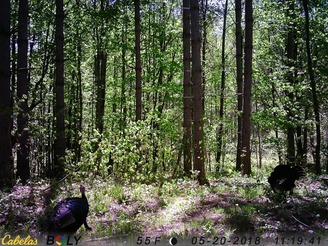 $329,900 | 53914 Rutabaga Road, Bruno, MN 55712