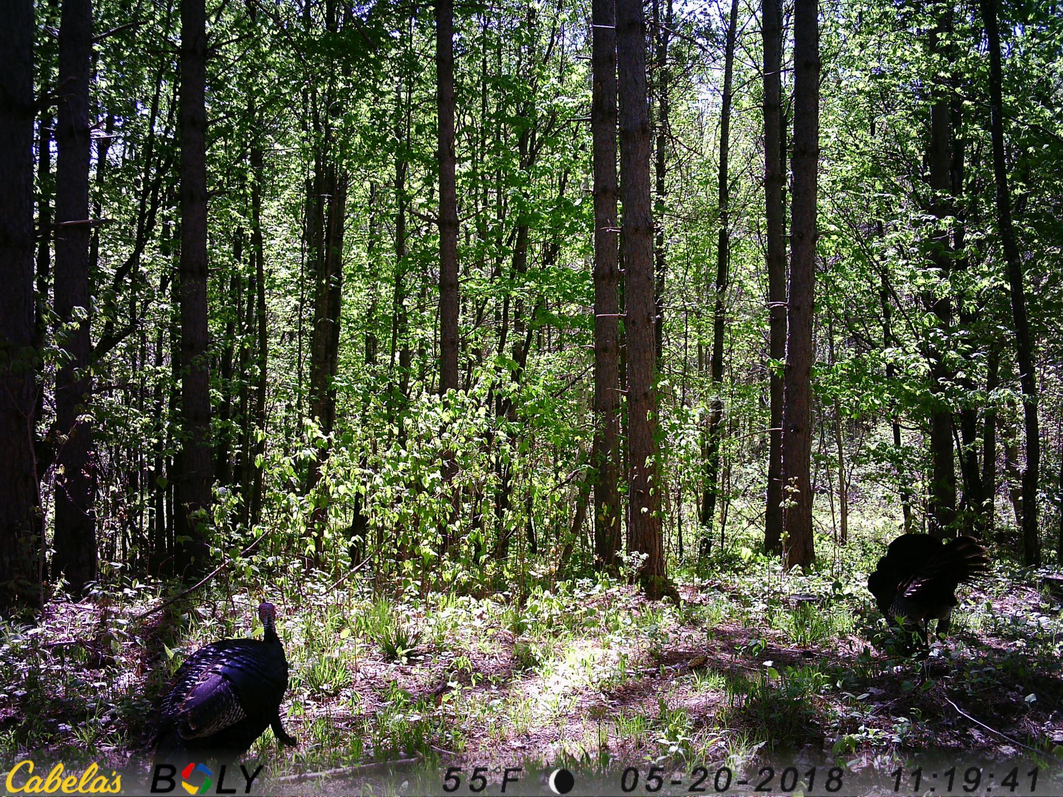 53914 Rutabaga Road Bruno, MN 55712 - Photo 15 of 62